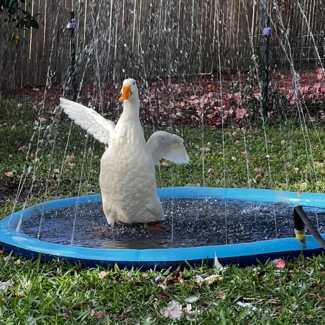 Meet the Cool Paws Pet Splash Pad 🌊